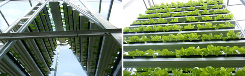 first commercial vertical farms in singapore