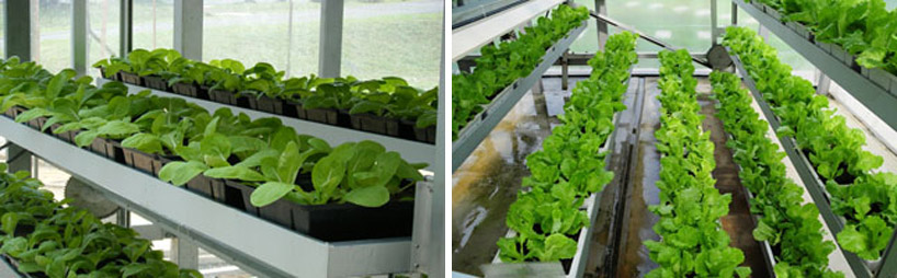 first commercial vertical farms in singapore