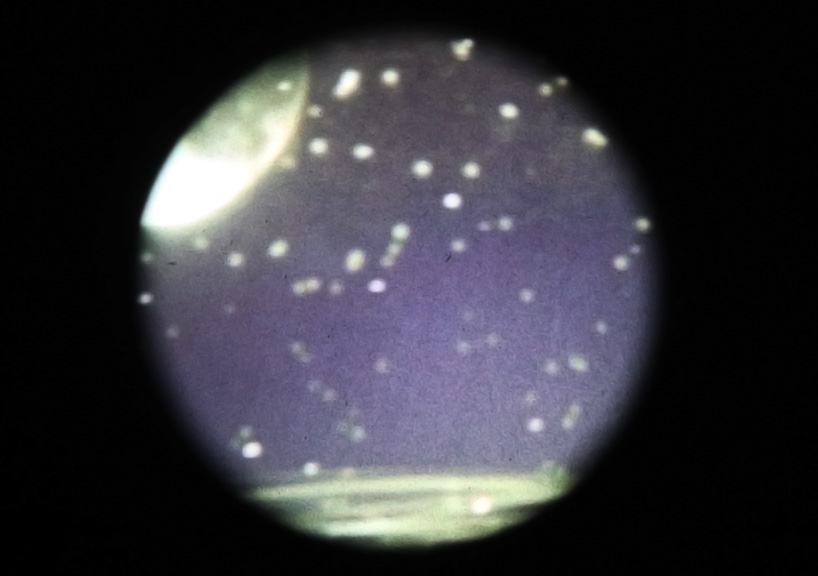 molly schwartz: hidden kingdom