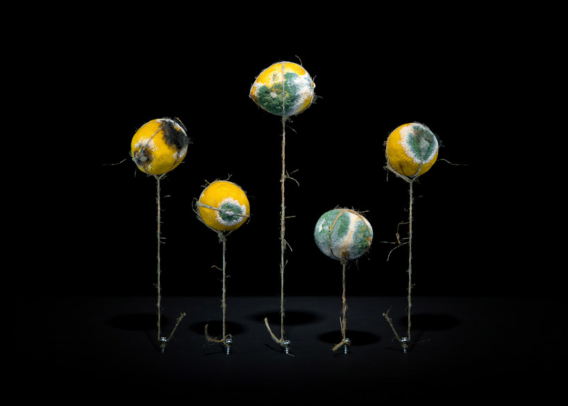 still life series of rotting food by klaus pichler - 1