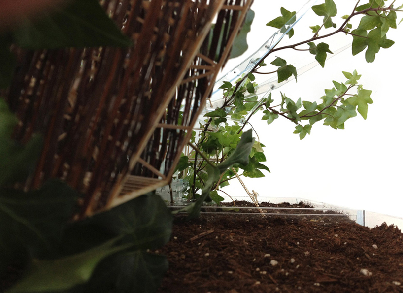 pablo zunzunegui: phytopia