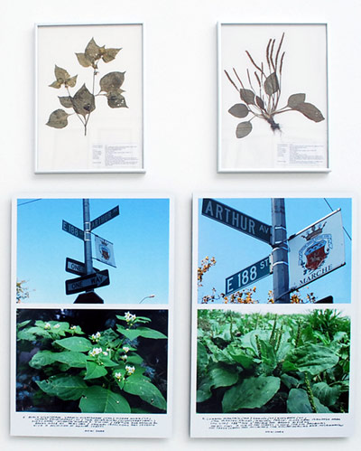 jef geys: belgian pavilion at venice art biennale 09