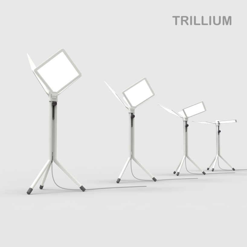 trillium