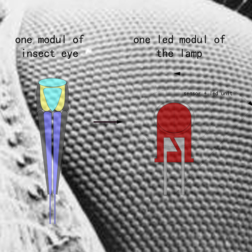 The ANIMAL EYE project