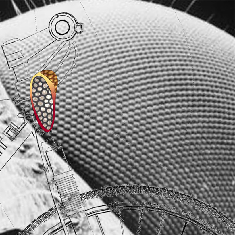 The ANIMAL EYE project