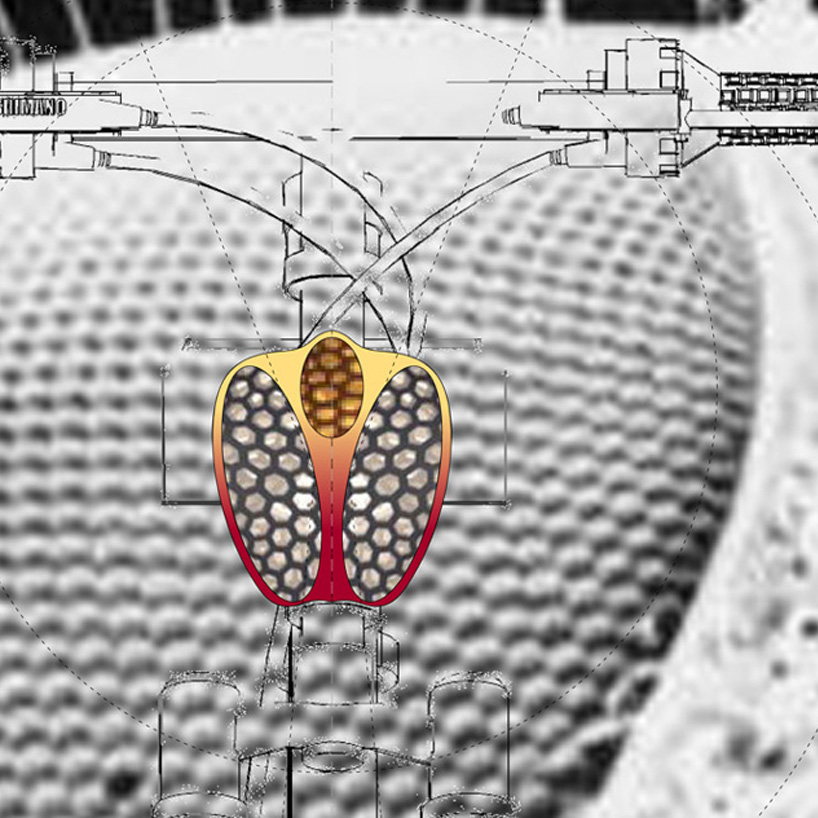 The ANIMAL EYE project