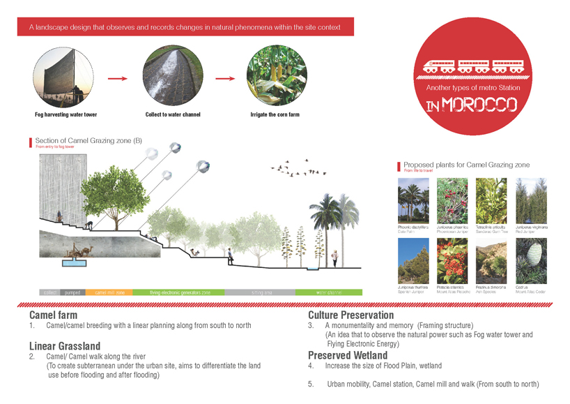 Camel Grazing Station