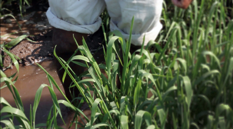sahay a shovel for barefoot indian farmers