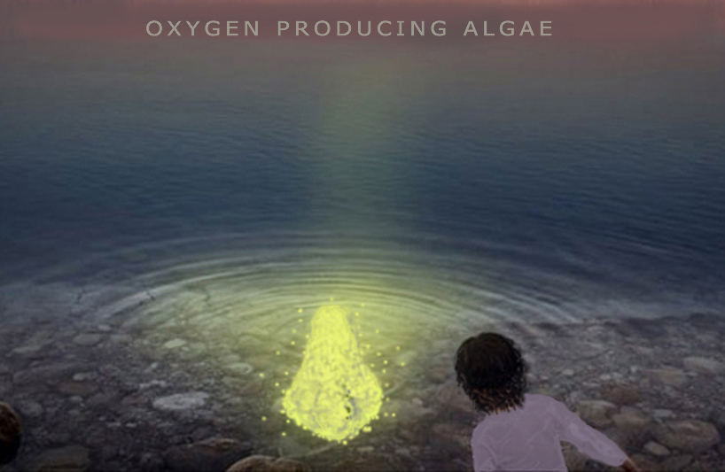 oxygen supplying algae funeral