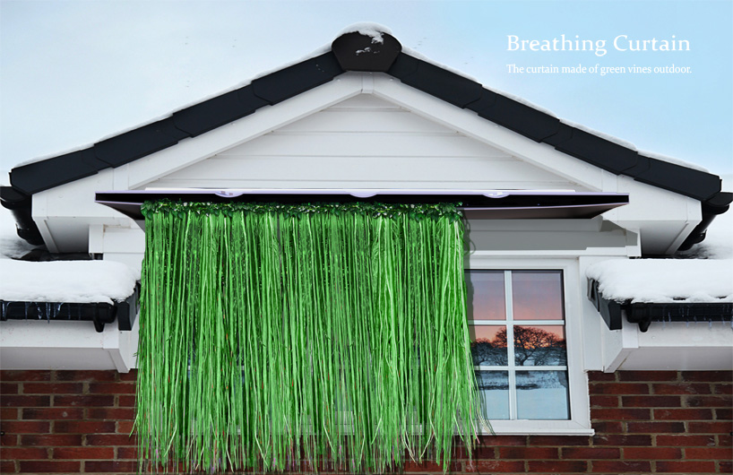 Breathing Curtain(the curtain made of green vines outdoor)