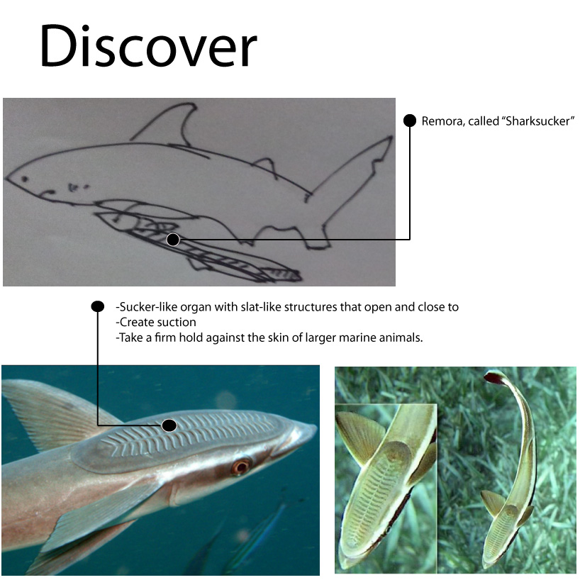 Remora Socks for wakeboard