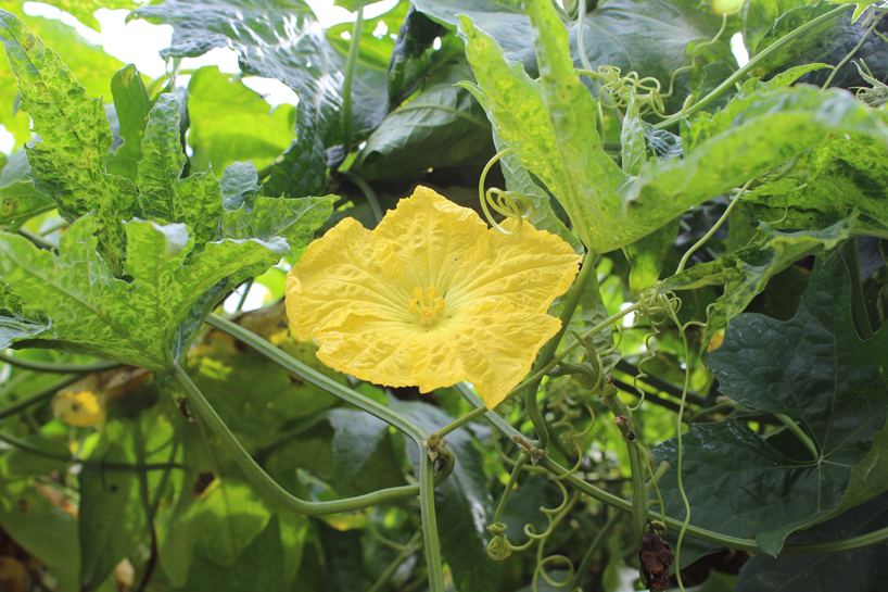 luffa lab: sustainably made products by mauricio affonso