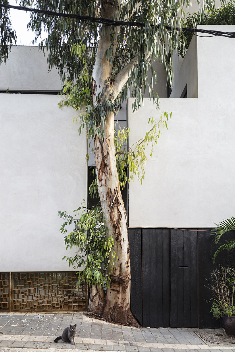 eucalyptus house by paritzki liani 3