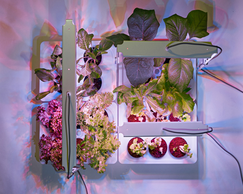 antonio scarponi and bulbo cultivate an indoor vegetation system