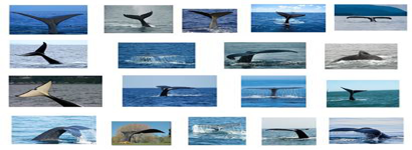 avihai shurin forms splash squeegee into whale's tail for monkey business