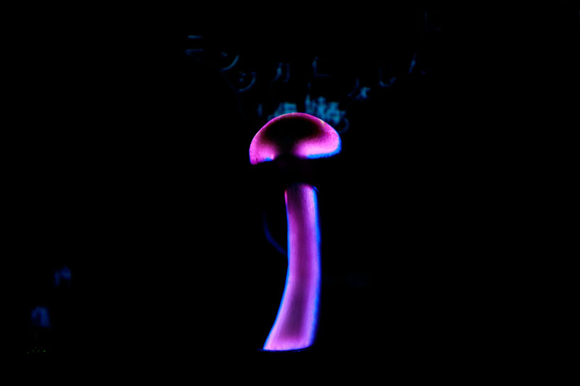 takayuki rokutan: simejection mapping onto shimeji mushrooms 