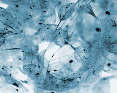 bubble art photography by tomoya matsuura