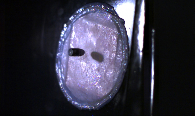 hybrid skins combines fashion with nanotechnology + cloning