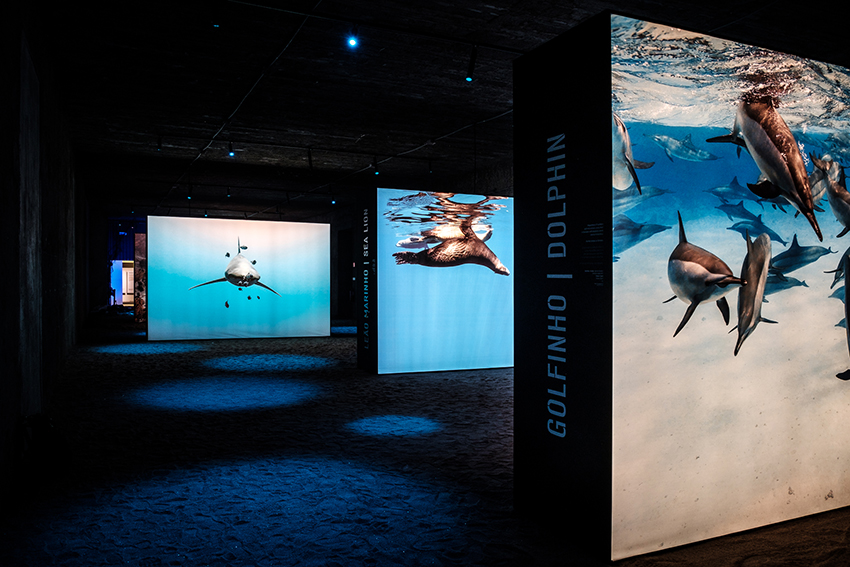 the living sea captures the fragility of our oceans with immersive underwater photography designboom