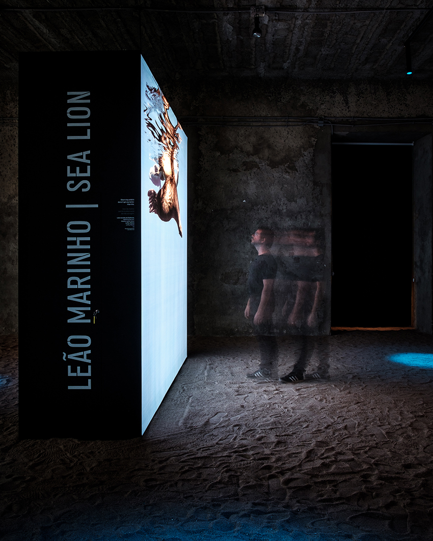 the living sea captures the fragility of our oceans with immersive underwater photography designboom