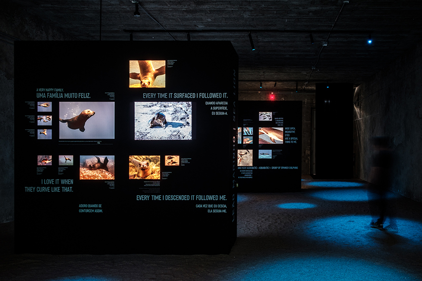 the living sea captures the fragility of our oceans with immersive underwater photography designboom