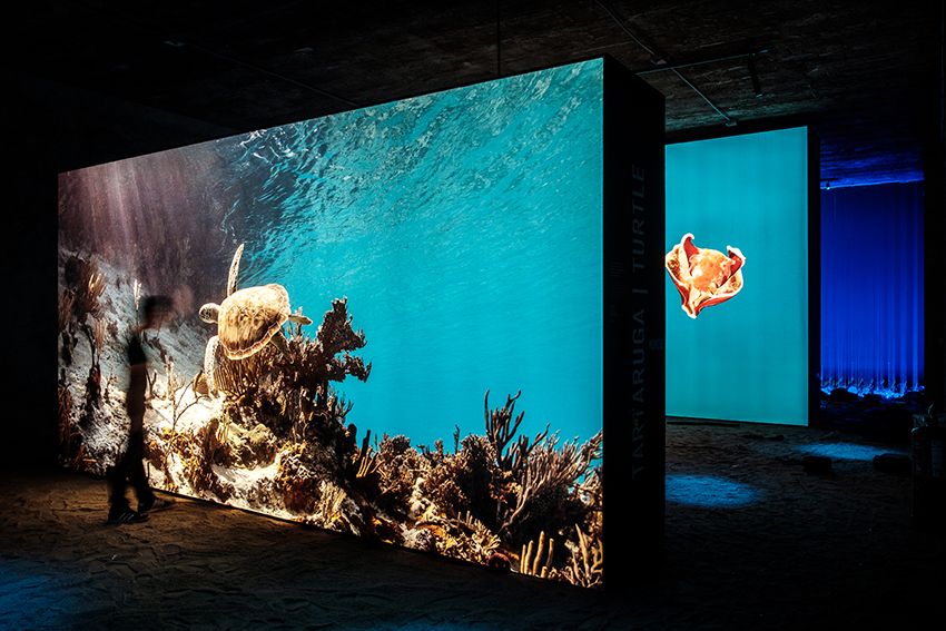 the living sea captures the fragility of our oceans with immersive underwater photography designboom