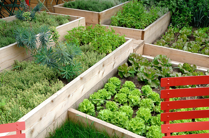 erba brusca rgastudio erba brusca rgastudio