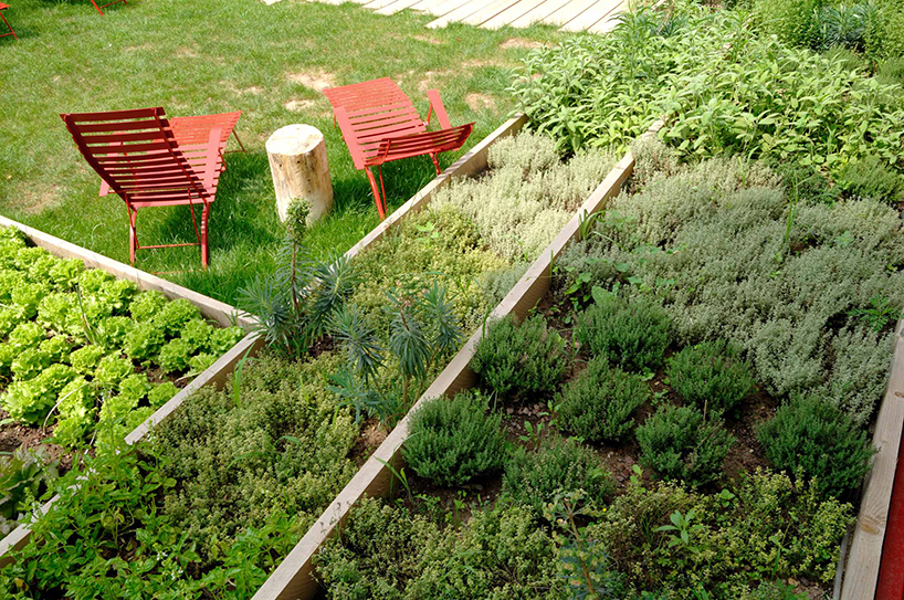 erba brusca rgastudio erba brusca rgastudio