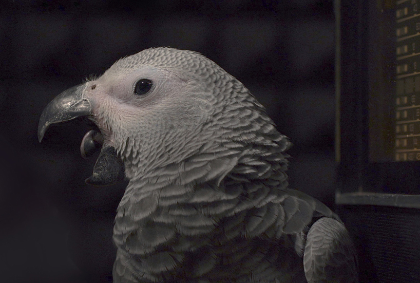 birds echo songs of protest for freedom and equality in haunting sound installation