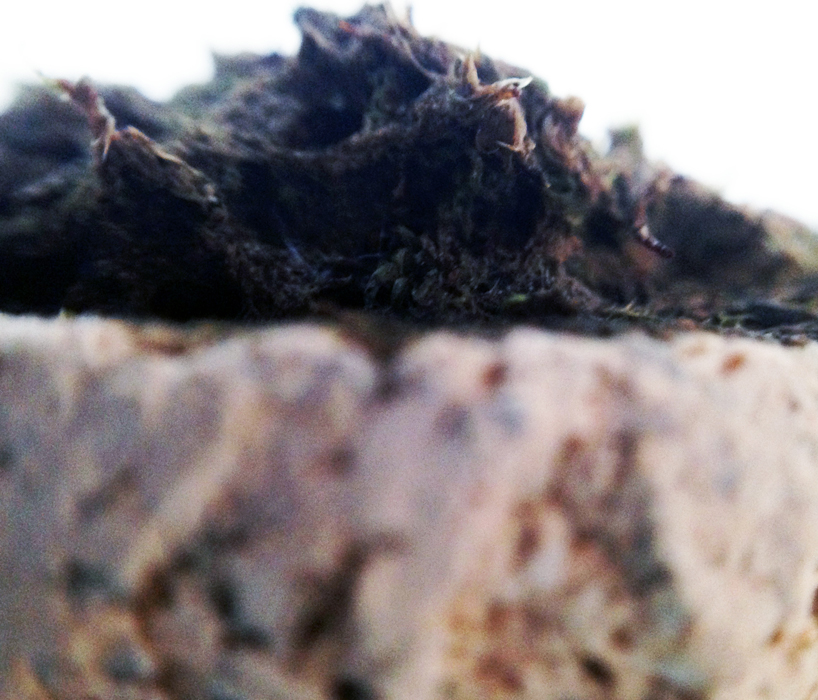 iker luna experiments with moss in bio ceramic system