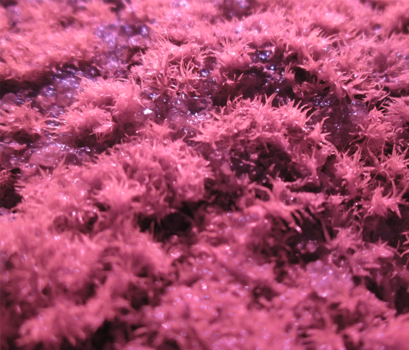iker luna experiments with moss in bio ceramic system