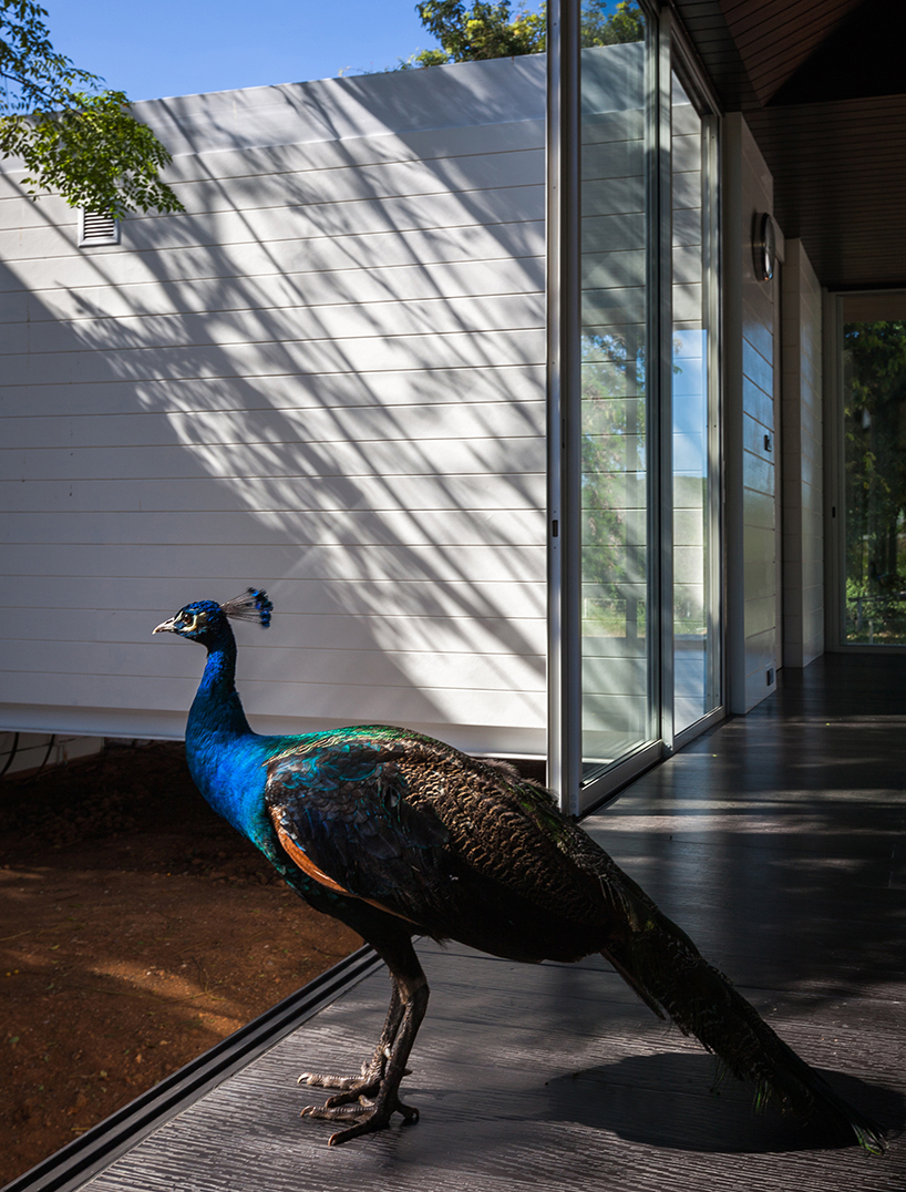 thai house by sook architects is constructed around a native tree