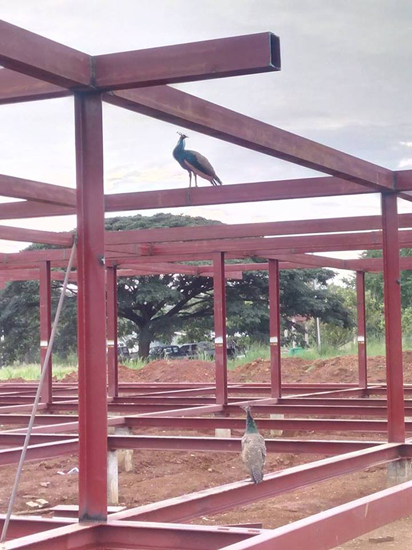 thai house by sook architects is constructed around a native tree