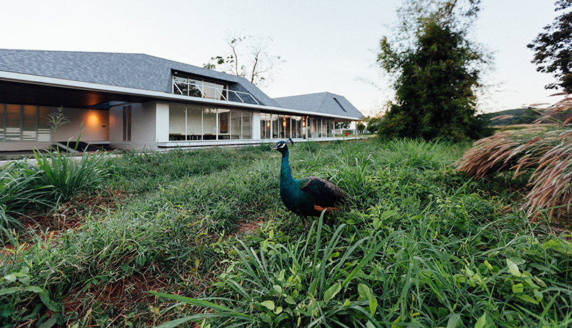 thai house by sook architects is constructed around a native tree