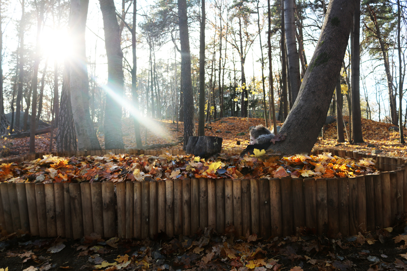 'leaf pools' by ulf mejergren architects celebrate the changing colors of fall designboom