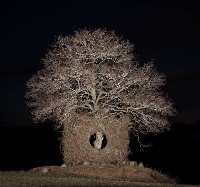 giant nest wraps around solitary tree utilizing the season's natural resources 