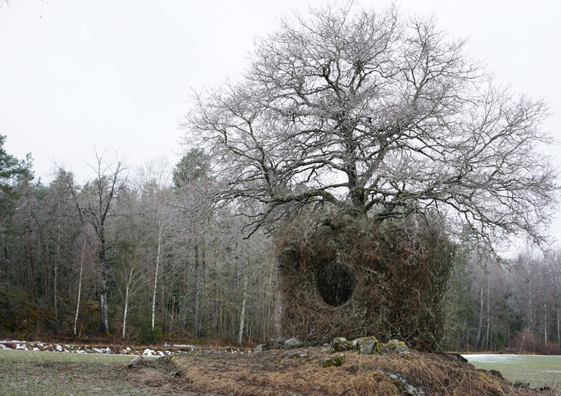 giant nest wraps around solitary tree utilizing the season's natural resources 