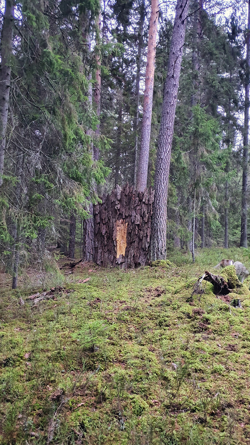ulf mejergren repurposes dead trees into a pine bark hut camouflaged into swedish forest