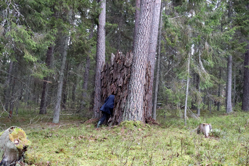 ulf mejergren repurposes dead trees into a pine bark hut camouflaged into swedish forest