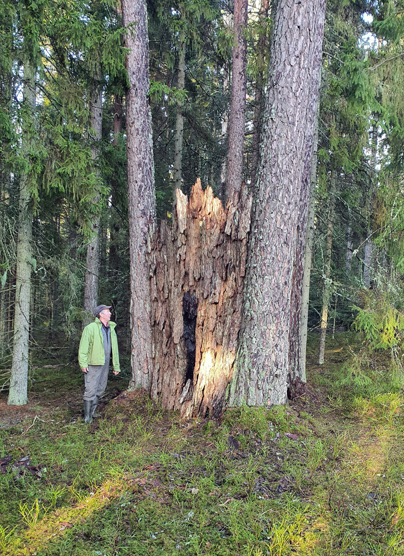 ulf mejergren repurposes dead trees into a pine bark hut camouflaged into swedish forest