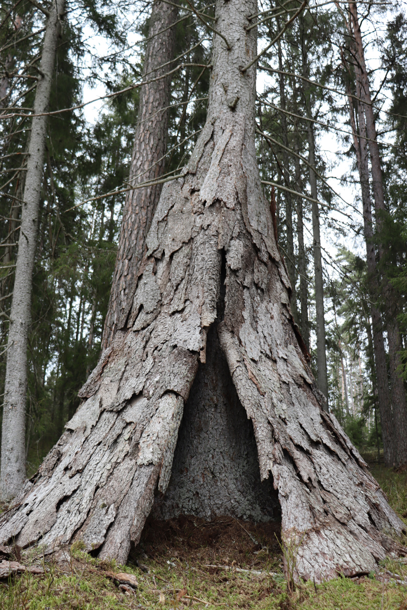 a hut of spruce bark by ulf mejergren grows around a living tree in sweden - 6