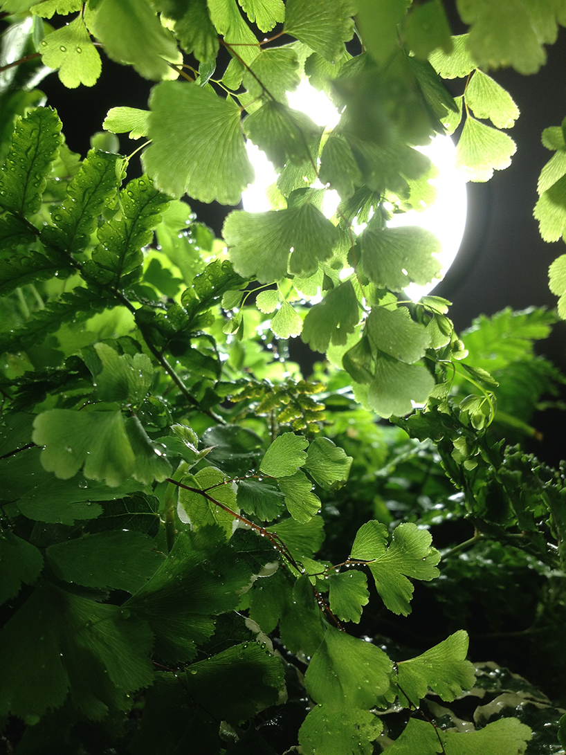 goula figuera viride plant plus lamp designboom