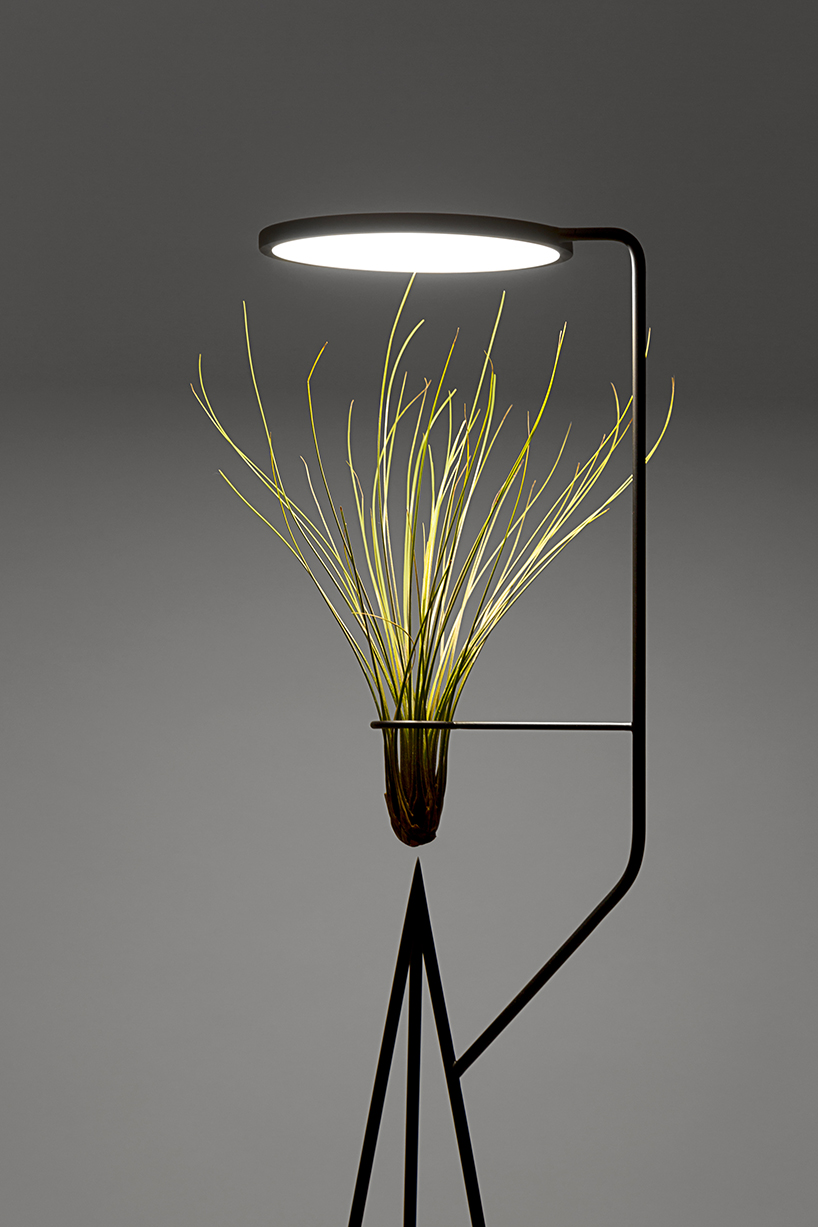 goula figuera viride plant plus lamp designboom