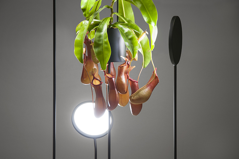 goula figuera viride plant plus lamp designboom