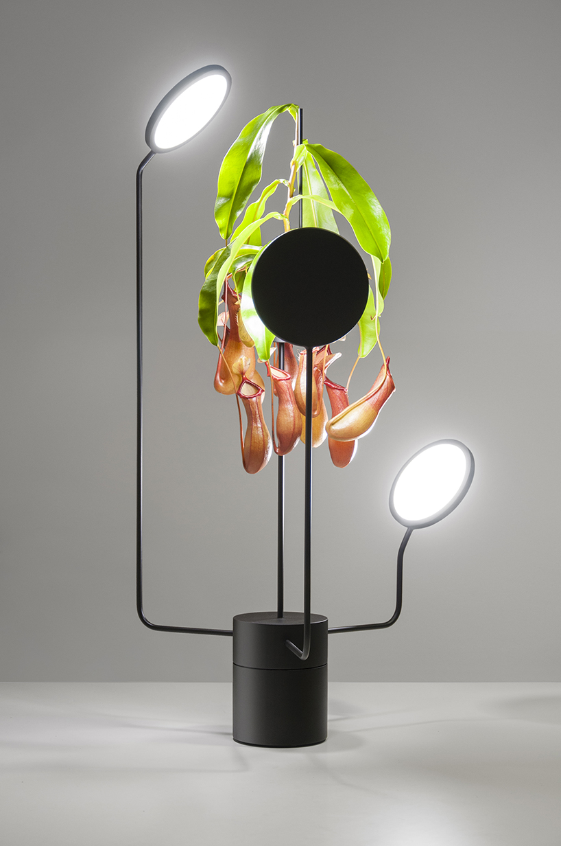 goula figuera viride plant plus lamp designboom