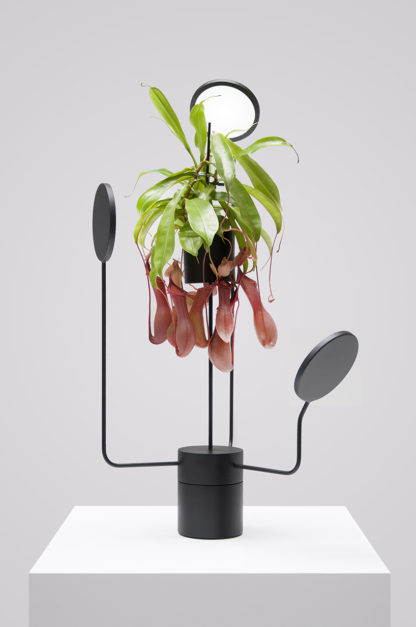 goula figuera viride plant plus lamp designboom