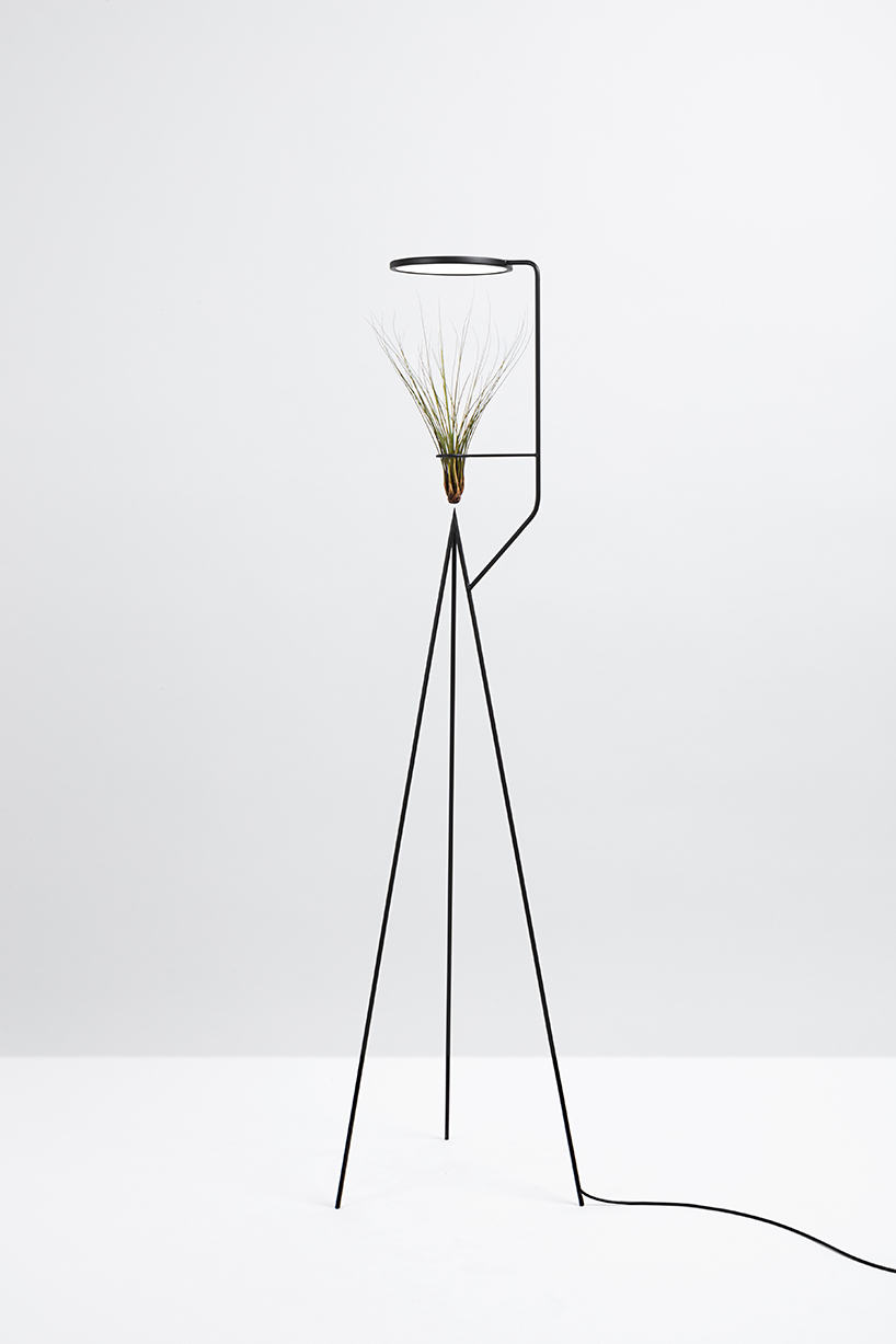 goula figuera viride plant plus lamp designboom