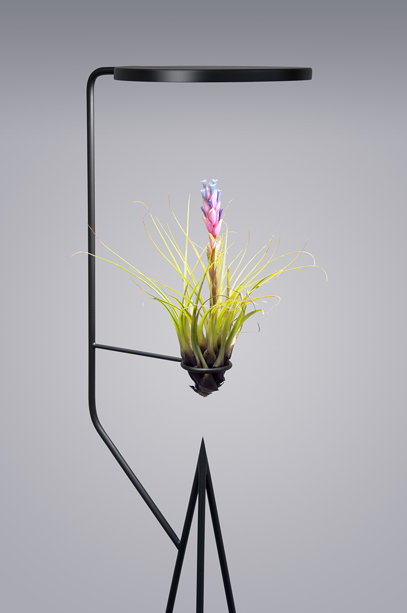 goula figuera viride plant plus lamp designboom
