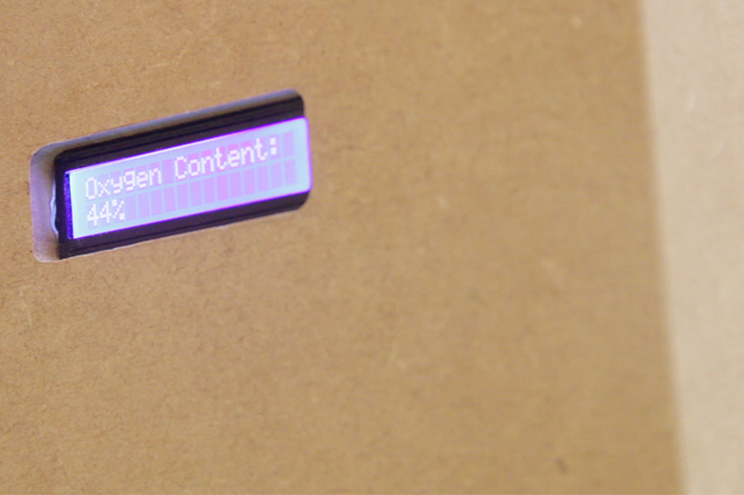 island chen develops the blue island bioluminescent algae installation