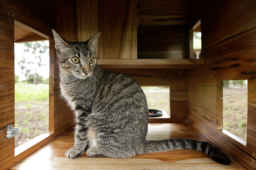 wooden, cushioned mini houses and beds for cats help them relax